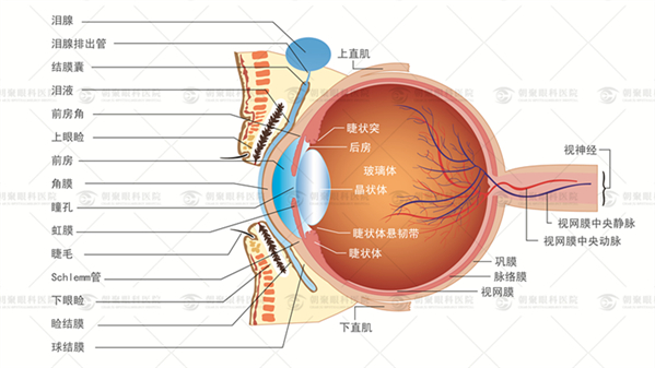 激光小梁切除術